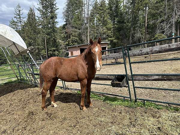 white-knabstrupper-colt-stallion