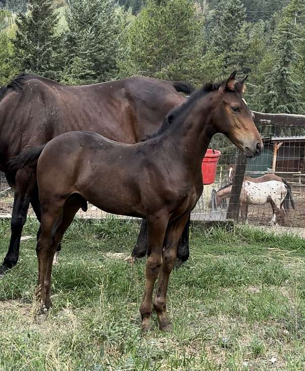 bay-black-knabstrupper-colt-stallion