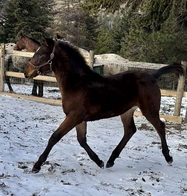 bay-black-knabstrupper-horse