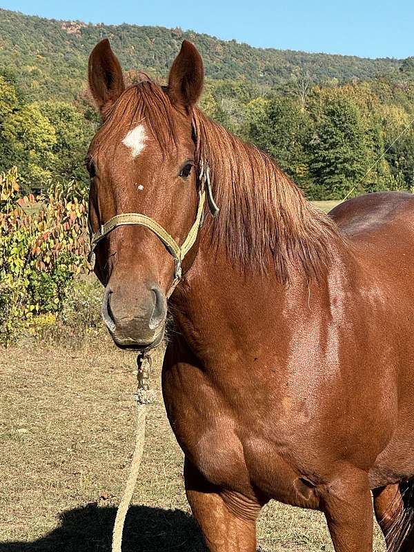 half-quarter-draft-horse