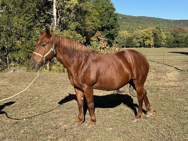 quarter-mare-draft-horse