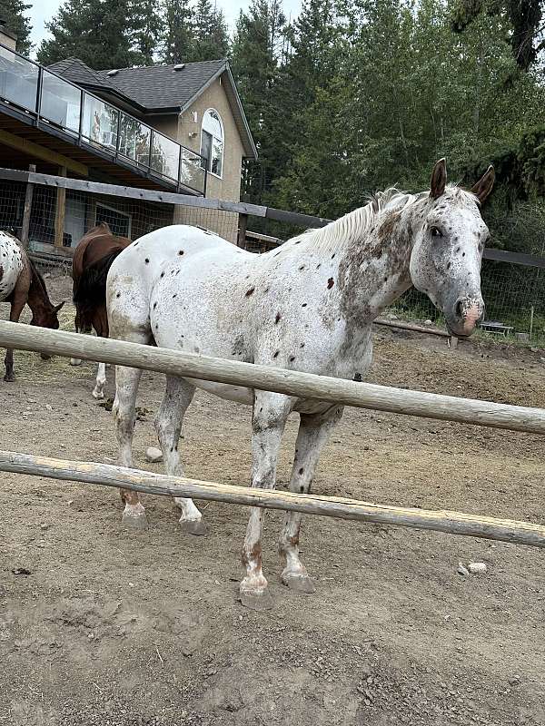 breeding-trained-knabstrupper-horse