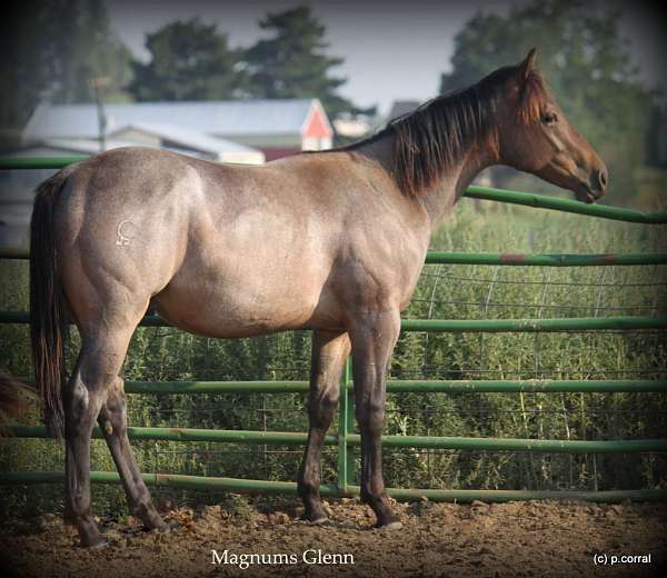 grey-starlight-quarter-horse