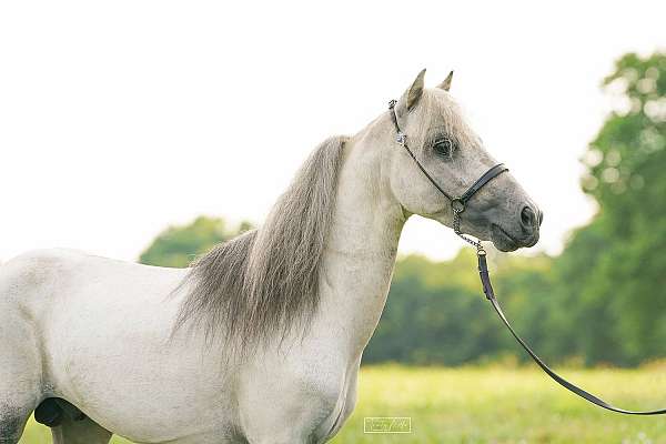 shetland-stallion