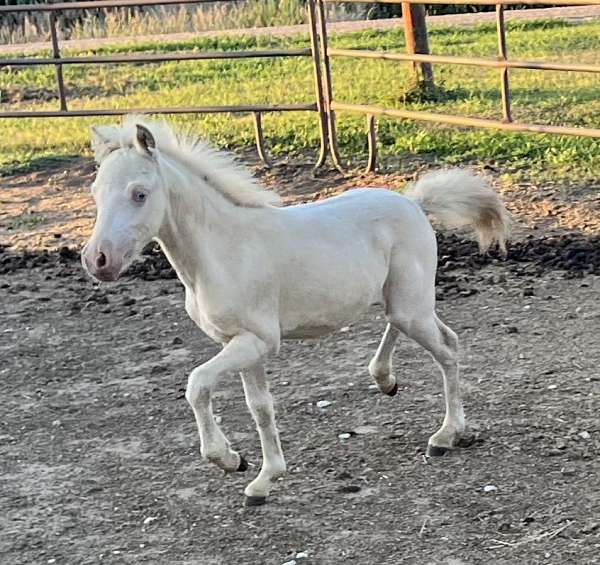 perlino-pony-colt-yearling