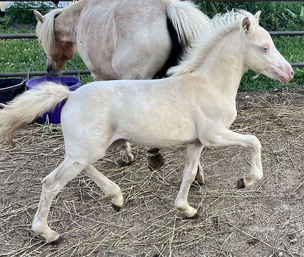 perlino-miniature-colt