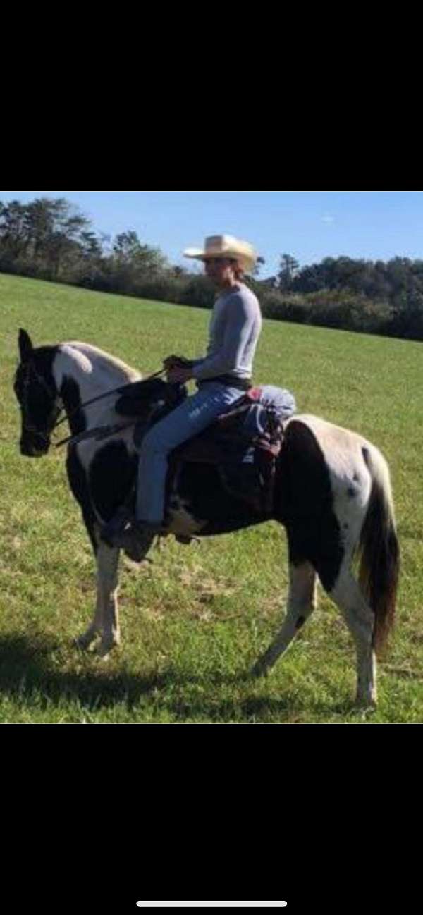 tennessee-walking-horse-for-sale