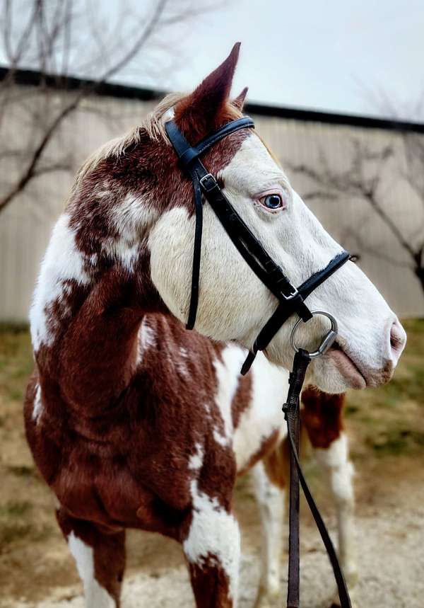 pinto-white-on-face-one-blue-eye-horse