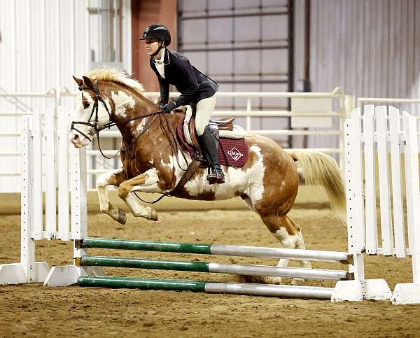 white-on-face-one-blue-eye-horse