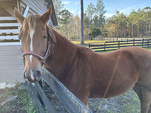 quarter-horse-for-sale