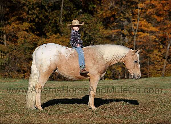 blanket-horse