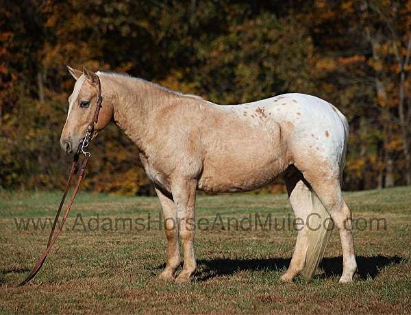 ranch-work-quarter-horse