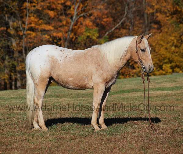 ranch-work-appaloosa-horse