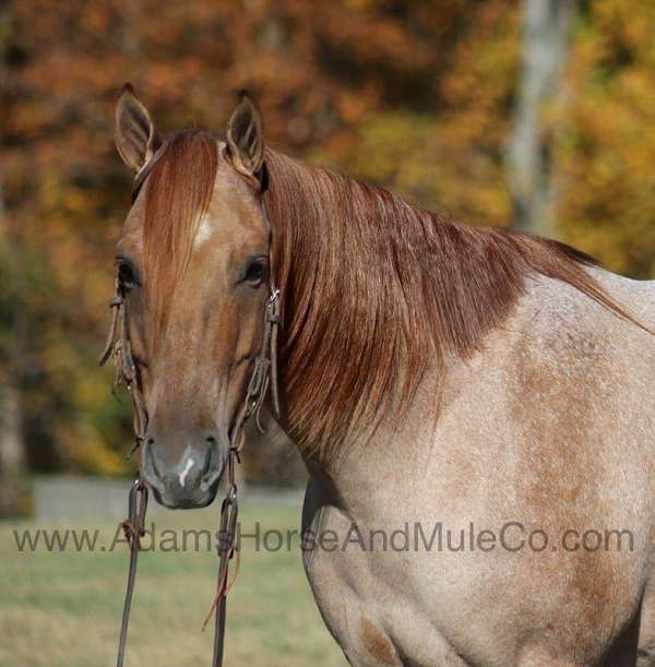 beginner-safe-quarter-horse