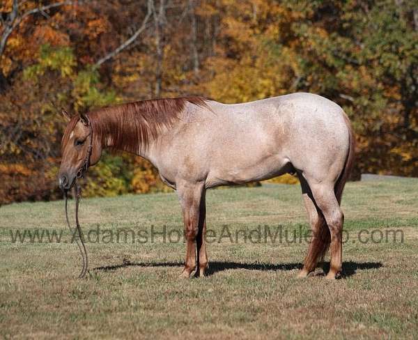 family-horse-quarter