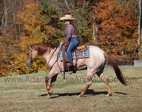 kid-safe-quarter-horse