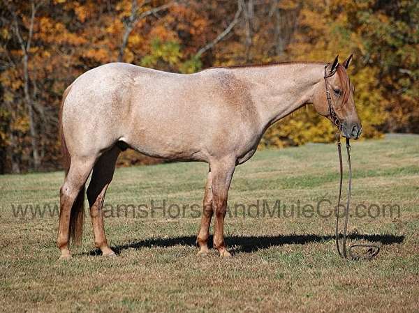 ranch-work-quarter-horse