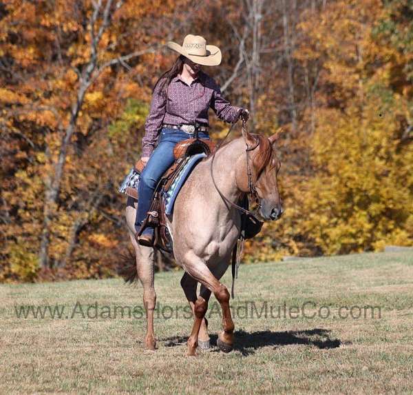 red-roan-quarter-horse