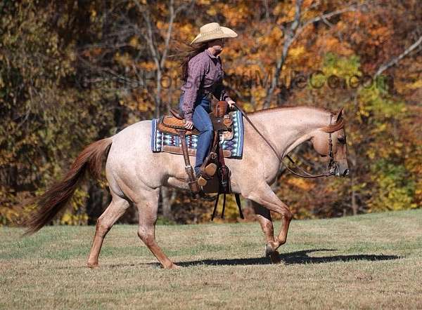 trail-quarter-horse