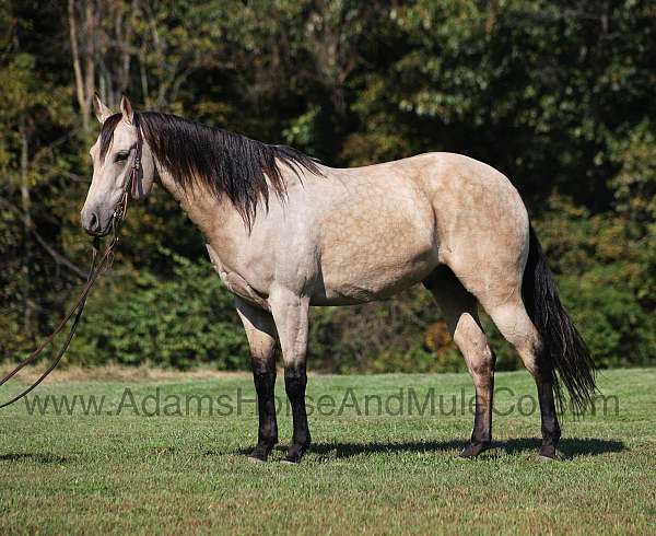 buckskin-dapples-horse