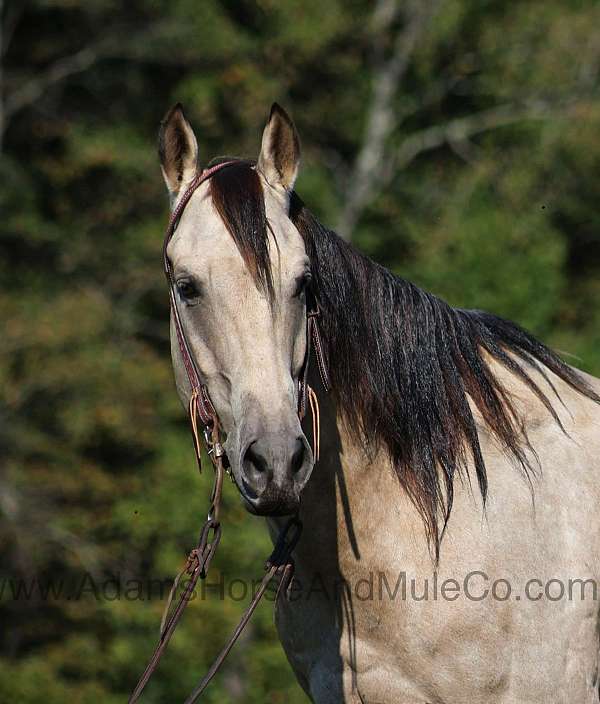 ranch-work-quarter-horse