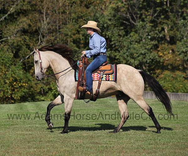 beginner-safe-quarter-horse