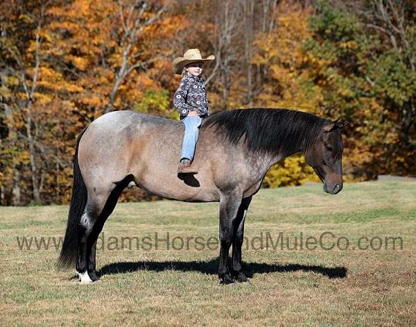 blue-roan-apha-gelding