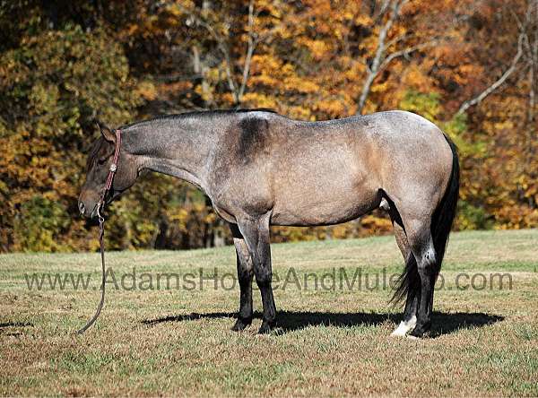 beginner-safe-quarter-horse