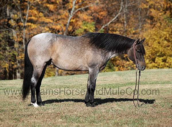 ranch-work-quarter-horse