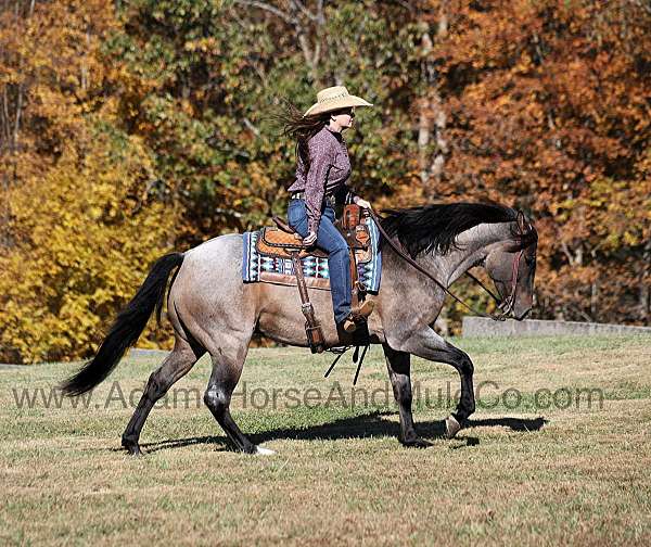 family-horse-quarter