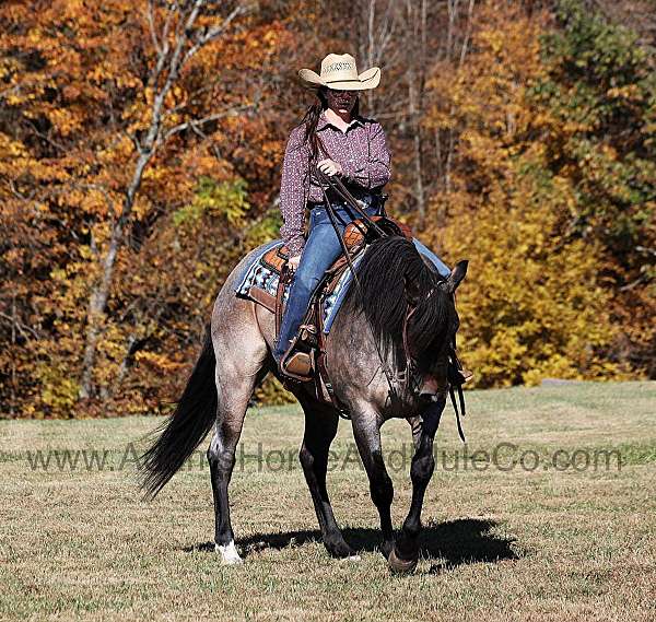 trail-quarter-horse