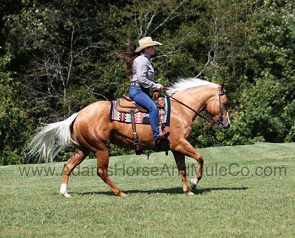 white-mane-tail-horse