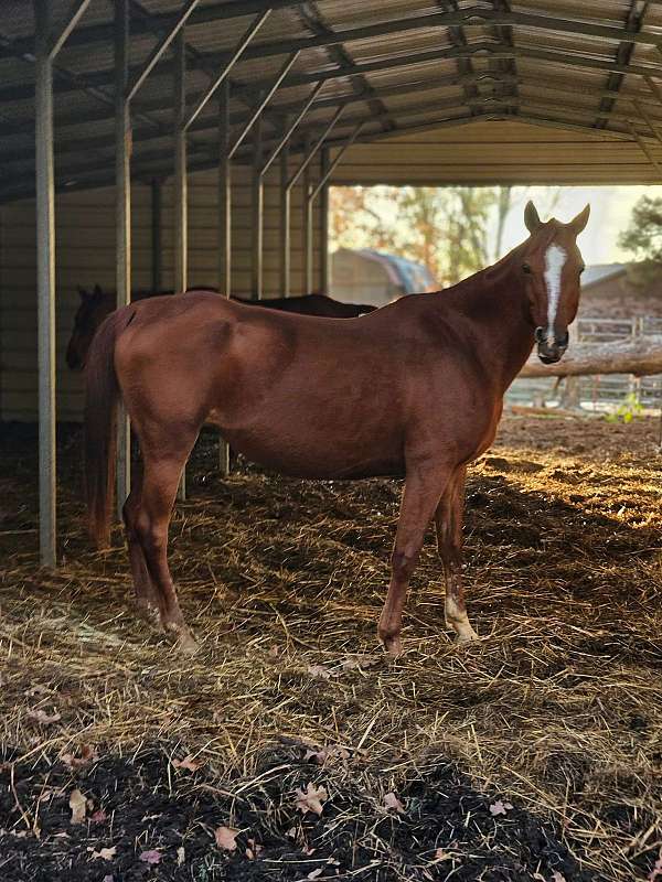 buckskin-draft-spotted-colt