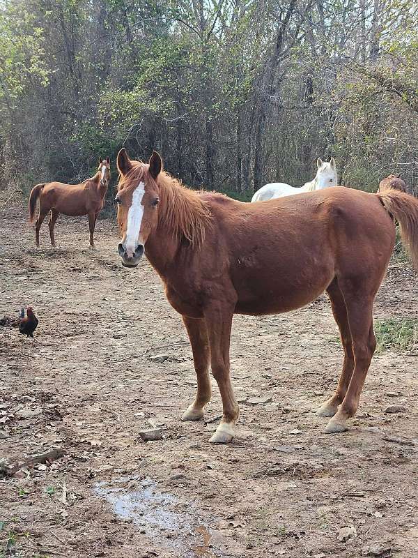 buckskin-draft-spotted-filly