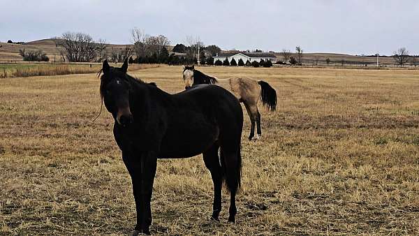 brown-aqha-broodmare