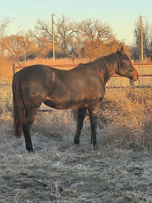 brown-quarter-horse-broodmare