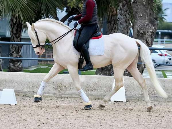 albino-lusitano-horse