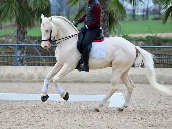 albino-stallion