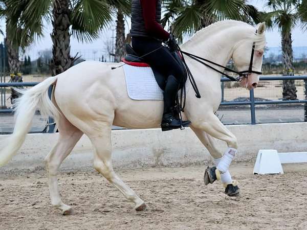 athletic-companion-lusitano-horse