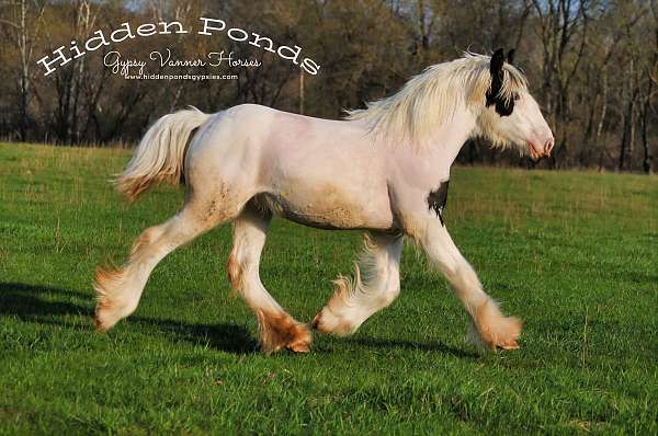 piebald-gypsy-vanner-yearling