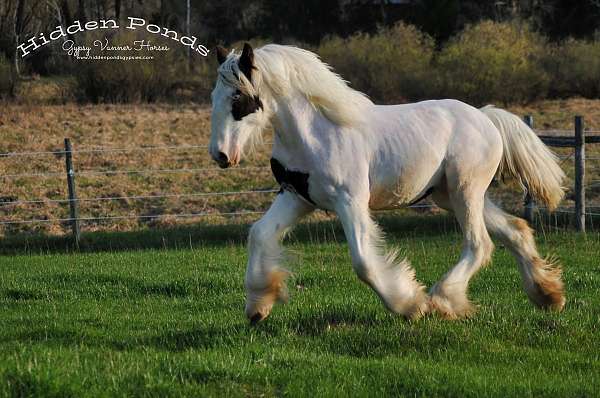 tobiano-gvhs-yearling