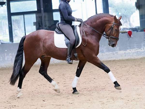 andalusian-horse