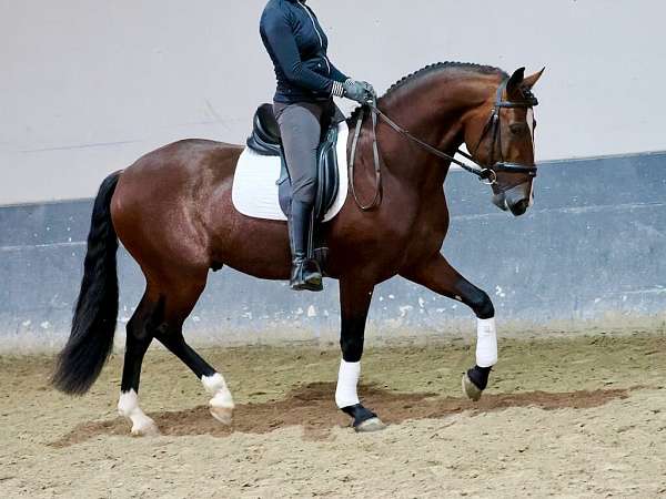 bay-andalusian-horse