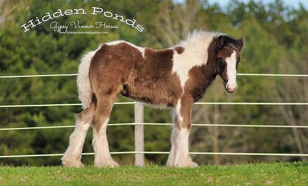 black-gypsy-vanner-colt-gelding