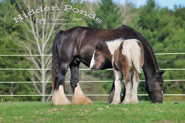 piebald-gypsy-vanner-colt-gelding