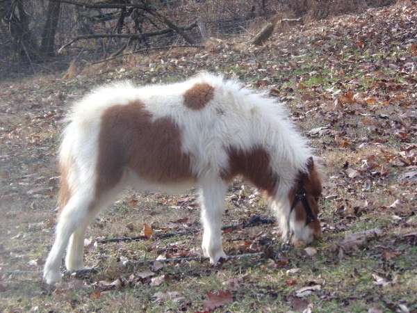 tobiano-ahha-horse