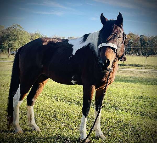 bay-tobiano-paint-pony-gelding