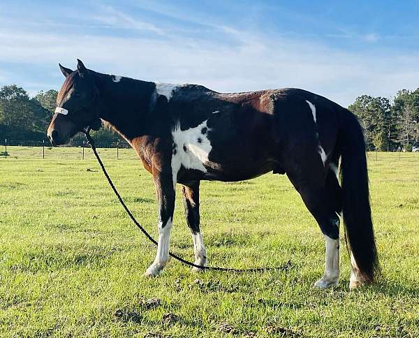 bay-tobiano-parade-horse