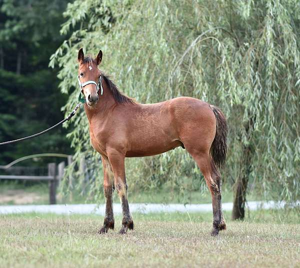 all-around-friesian-horse