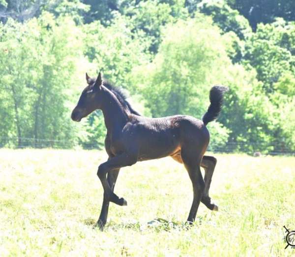 athletic-friesian-horse